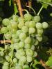 Click for 2 image(s) for this accession. Fruit